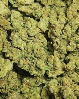 Blue dream strain